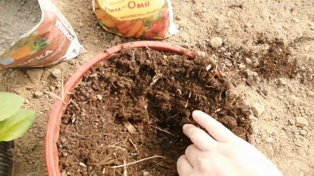 Перевалка Амельной Петунии в подвесные кашпо смотреть онлайн