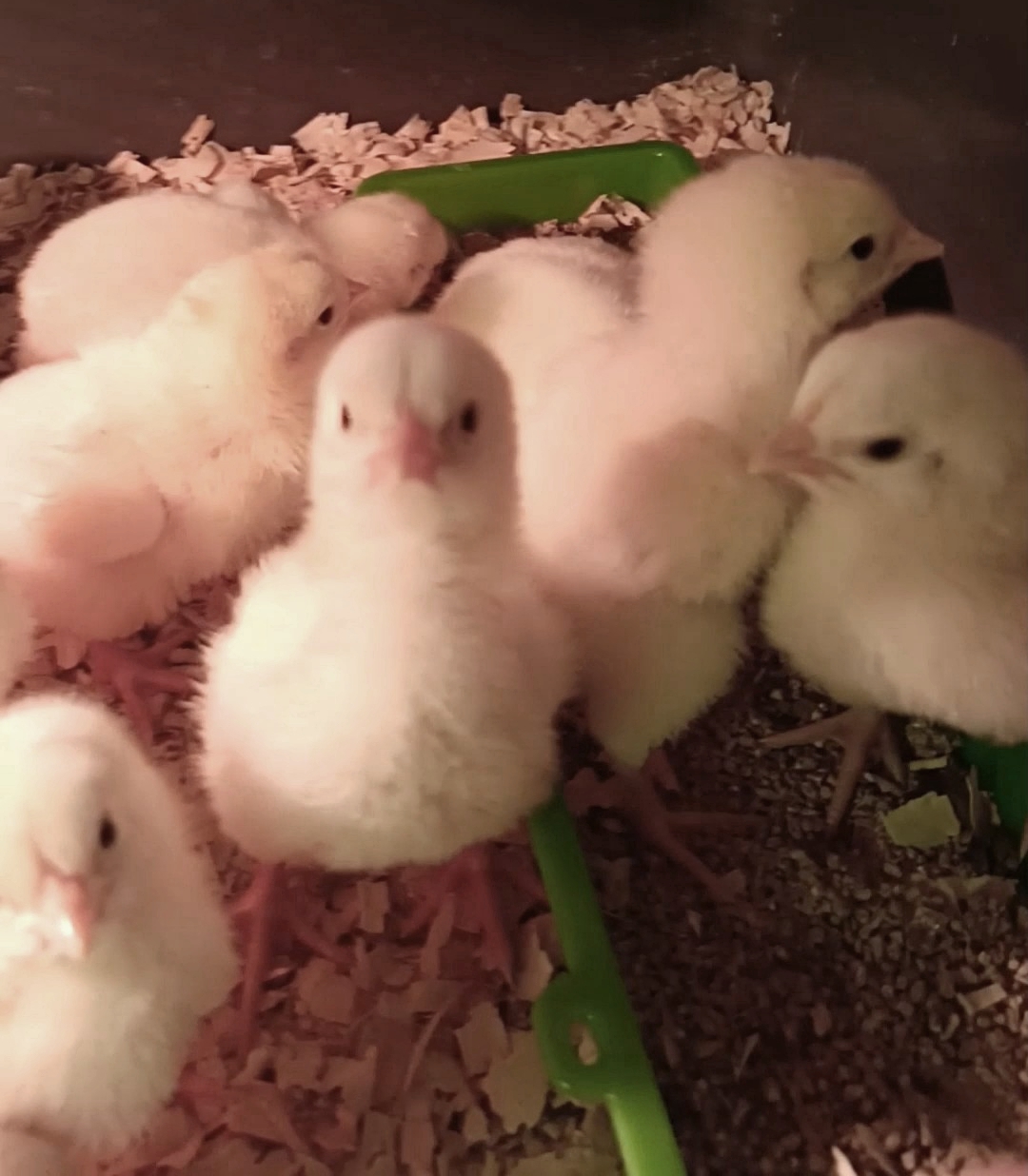 БРОЙЛЕРЫ нового сезона смотреть онлайн