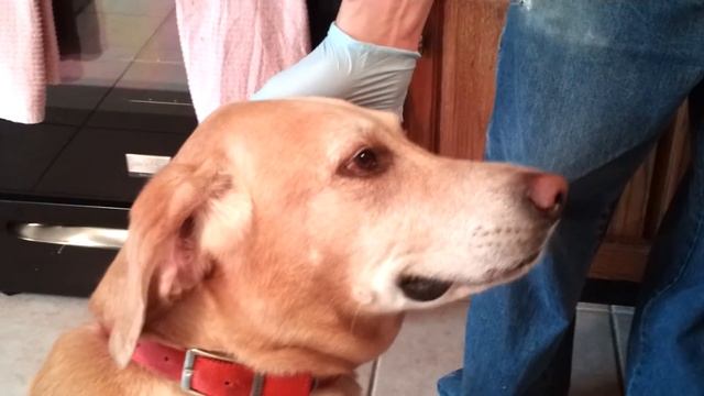Labrador Retriever Smiling - Yellow Lab смотреть онлайн