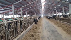 Так выглядит современная ферма с коровами в 2022 году