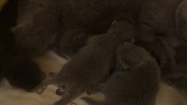 Новорожденные котята смотреть онлайн