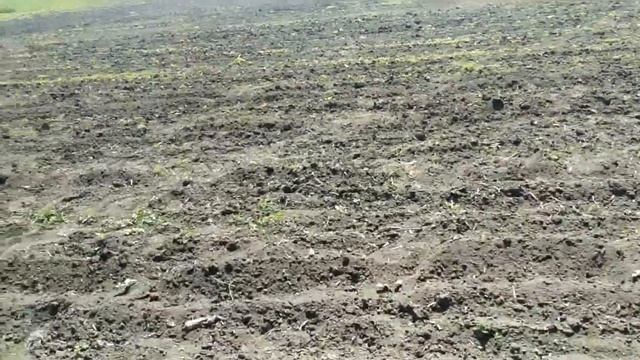 Арбуз суходол.Всходы арбуза Мариуполь.Выращивание арбуза смотреть онлайн