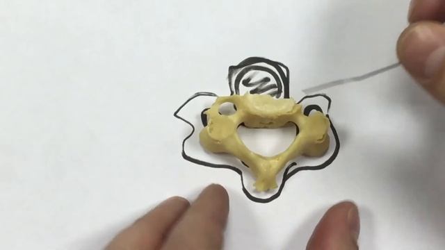 Строение шейного позвонка. Анатомичка с Сергеем Подковальниковым? смотреть онлайн