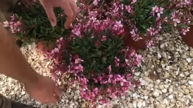 Gaura – A Magnificent And Compact Flowering Shrub
