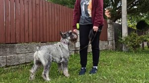 Миттельшнауцер. Занятие первое