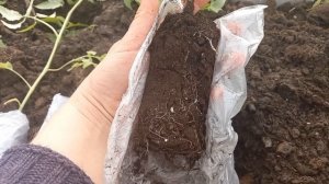 Посадка томатов лежа в теплицу. uPSTLgKLZd8