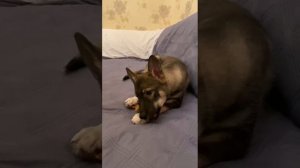 VID-20240310-WA0331.mp4