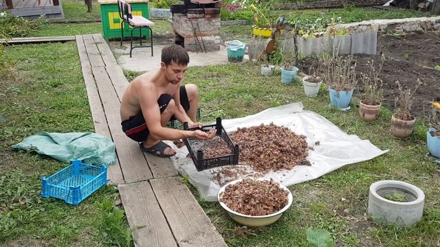 Переработка кедровой шишки в орех подручными средствами. смотреть онлайн