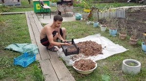 Переработка кедровой шишки в орех подручными средствами.