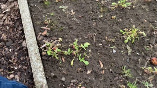 12 февраля 2023. Клеим маяки в спальне/Прогулка с детьми на дачу/Уборка в теплице смотреть онлайн