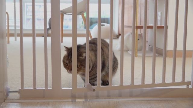 Do Looks Matter in Cat Friendships? | Kittisaurus Villains смотреть онлайн