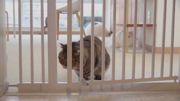 Do Looks Matter in Cat Friendships? | Kittisaurus Villains