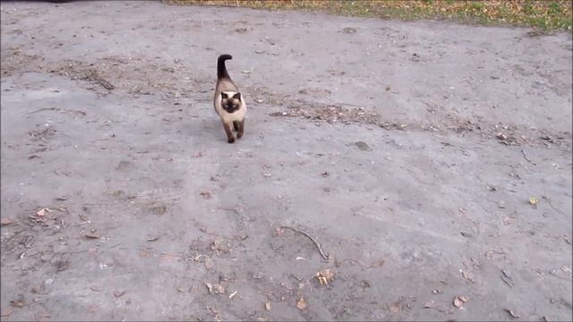 Видео про кота. Кот на прогулке. смотреть онлайн