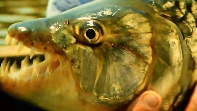 Тигровая рыба ! Водится в реках ! Очень Опасная !!! смотреть онлайн