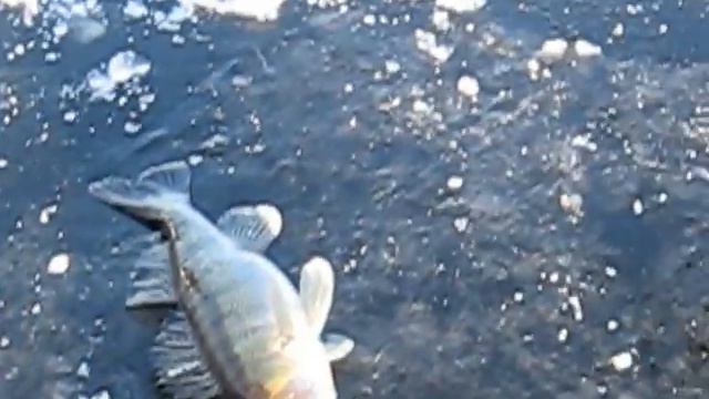 Судак зимой смотреть онлайн