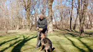 Дрессировка немецкой овчарки Как дрессировать немецкую овчарку Порода немецкая овчарка