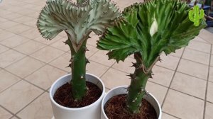 Эуфорбия Лактеа кристата