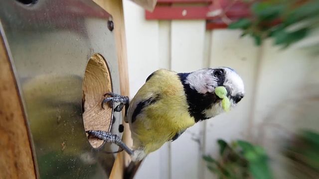 Blue tit (Parus/Cyanistes caeruleus) смотреть онлайн