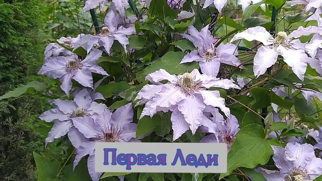 Зацвели розы: Августа Луиза,Сали Холмс,Айсфогель.Прогулка по саду. смотреть онлайн