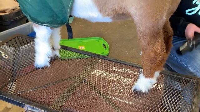 Introducing Muscle Magic Plus™! смотреть онлайн