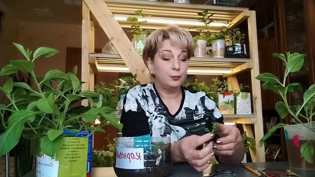 Черенкование петунии. Самый лёгкий способ. смотреть онлайн