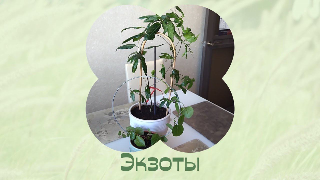 Решила пересадить свои экзоты. Пассифлора и Базелла. смотреть онлайн