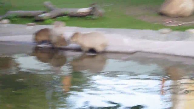 В московском зоопарке смотреть онлайн