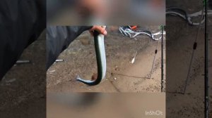 Ловля саргана в балтийском море. Бомбарда. Креветка.