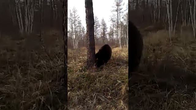 Мишутки изучают окружающий мир смотреть онлайн