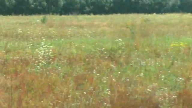 Приключения авантюристов Охота за сокровищами! С Дмитрием Мусихиным смотреть онлайн