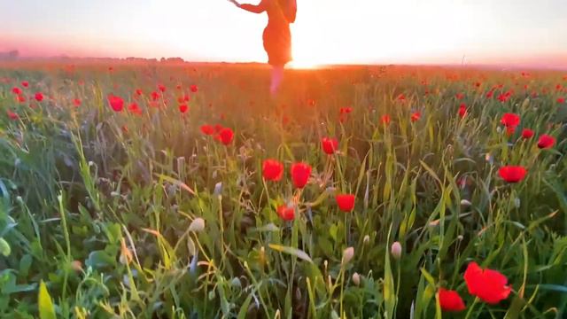 МАКОВОЕ ПОЛЕ НА ЗАКАТЕ🌹 | МАКОВЫЕ ПОЛЯ близ Алматы | Cinematic VIDEO | Казахстан смотреть онлайн