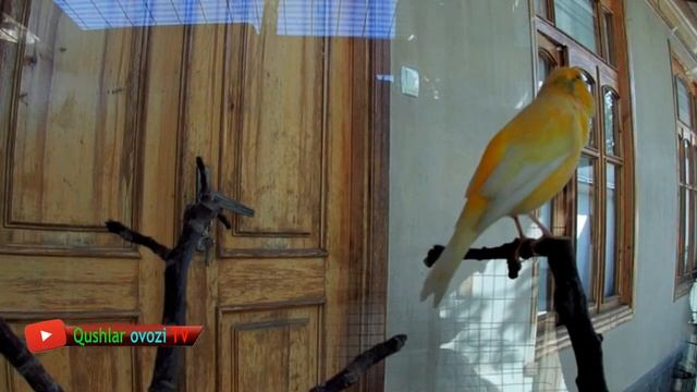 My Yellow Canary 2 Canary Song, Canary Singing, Canary Singing,