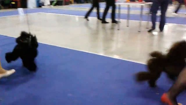 Евразия 2013-1. Карлики. ВОВ. 7 смотреть онлайн