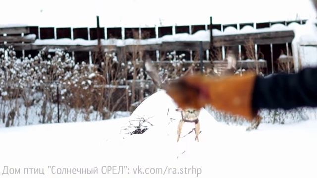 Дом птиц "Солнечный ОРЕЛ" смотреть онлайн