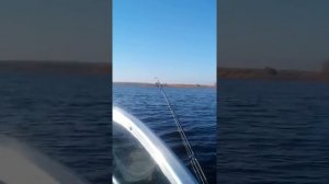 Вятбот 430 и ндх 25