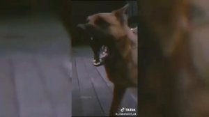 Эдиты немецкой овчарка из тиктока