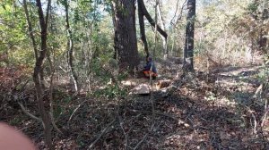 Спилил огромное дерево,самой мощной пилой Хускварна 3120….