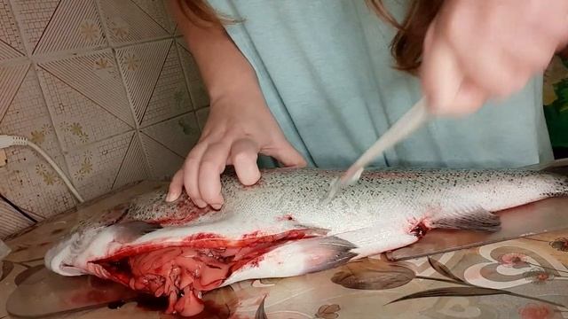 Разделываем Форель разделка рыбы красная рыба форель смотреть онлайн