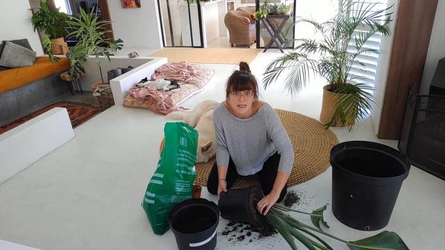 Repotting a Strelitzia Nicolai смотреть онлайн