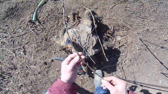 КАК привить ЯБЛОНЮ на АЙВУ за кору. Самый простой и легкий способ / СВОИМИ РУКАМИ смотреть онлайн