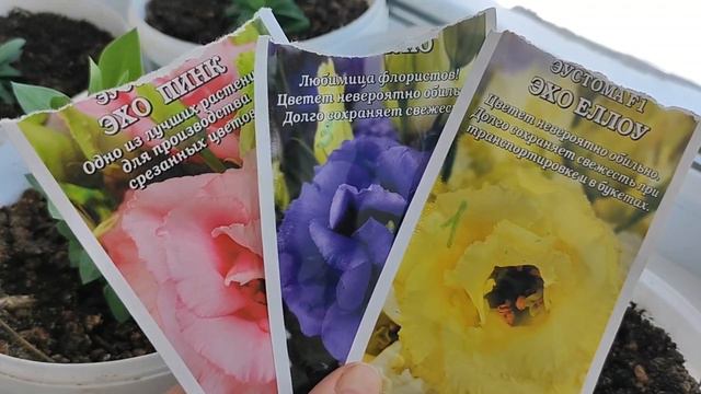 обзор эустомы посаженные в этом году, сорта 💐