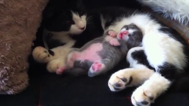 КОТЁНОЧКУ ПРИСНИЛСЯ СОН ... смотреть онлайн