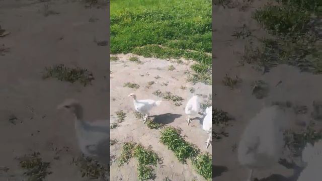 Индюшки БИГ 6 преследуют меня смотреть онлайн