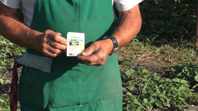 Обработка клубники от вредителей и болезней после плодоношения. смотреть онлайн