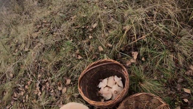 СИНЕЯ НОЖКА ПОСЛЕ НОЯБРЬСКОГО МОРОЗА. смотреть онлайн