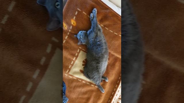 Кот спит, развлечение на весь день! смотреть онлайн