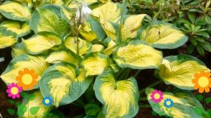 Хоста зибольда Колор Глори. Краткий обзор, описание характеристик hosta sieboldiana Color Glory