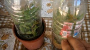 Размножение граната черенком.