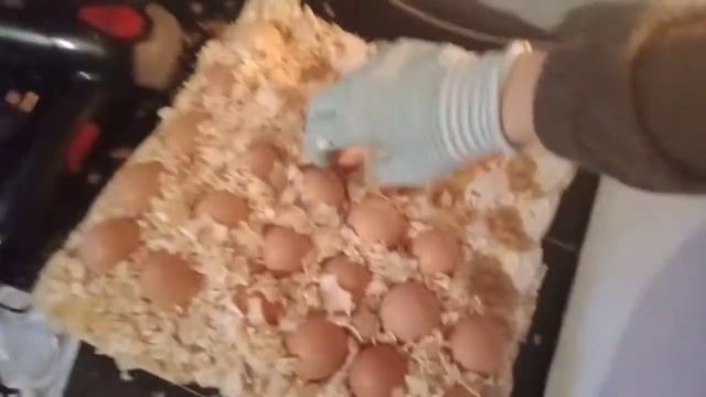 Инкубация Мастер Грей и Гриз Бар смотреть онлайн