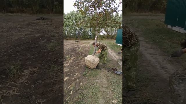 Упаковка кома земли Крупномера Декоративной Яблони за 2 минуты, с Закрытой Корневой Системой - ЗКС смотреть онлайн